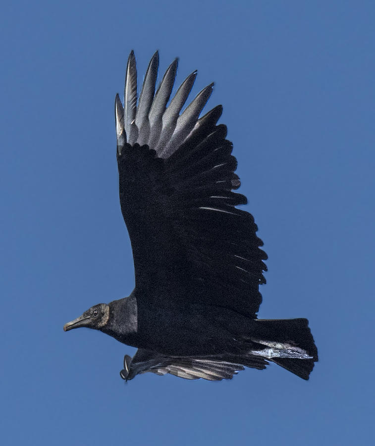 Black Vulture Flying Profile Photograph by William Bitman