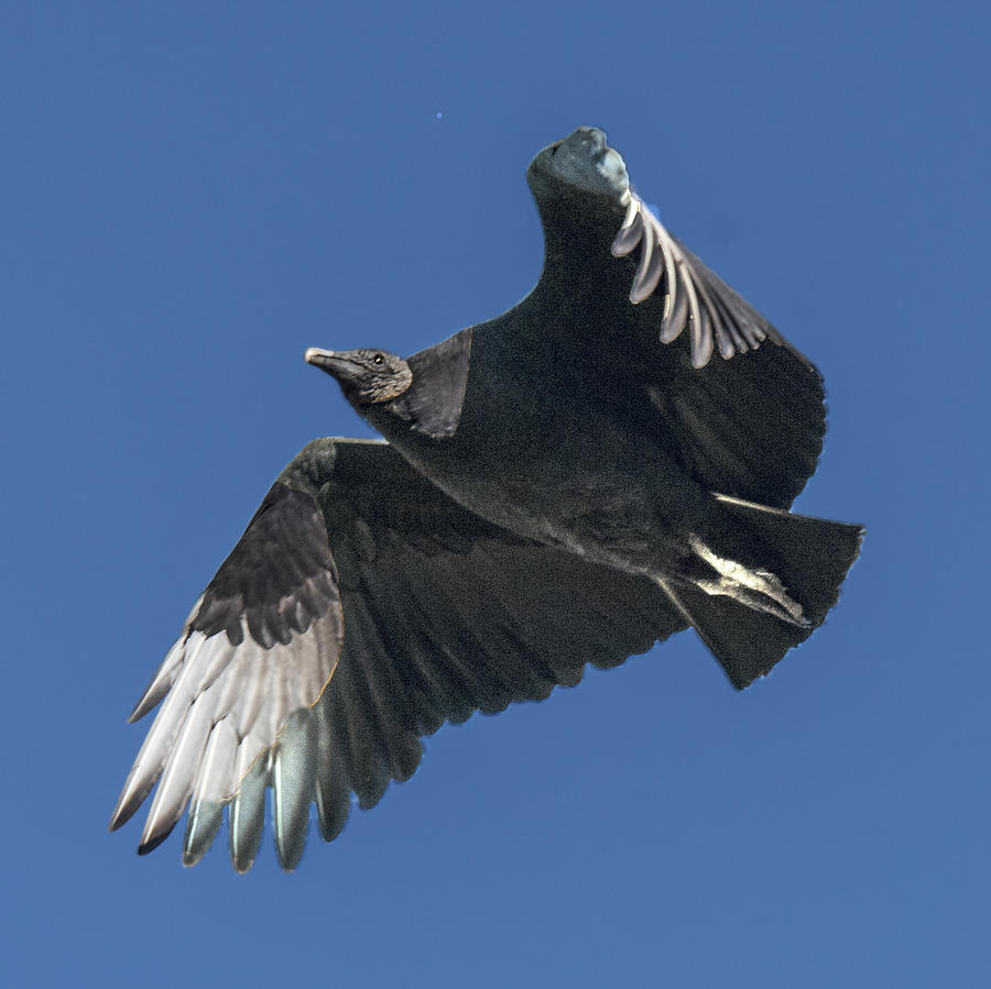 Black Vulture Flying Showing White Wing Tips Photograph by William Bitman