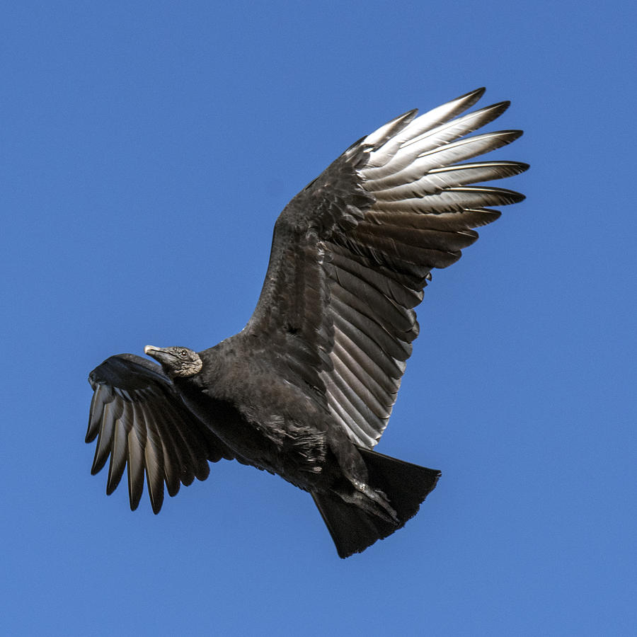 Black Vulture Flying Photograph by William Bitman