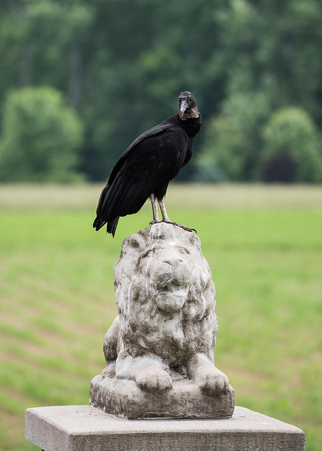 Black Vulture Photograph by Holden The Moment