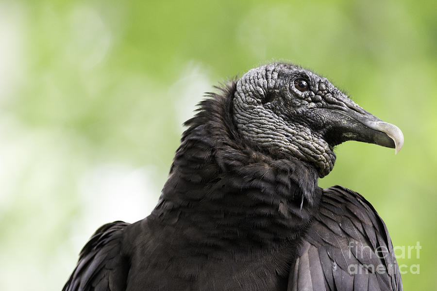 Black Vulture Photograph by Jeannette Hunt