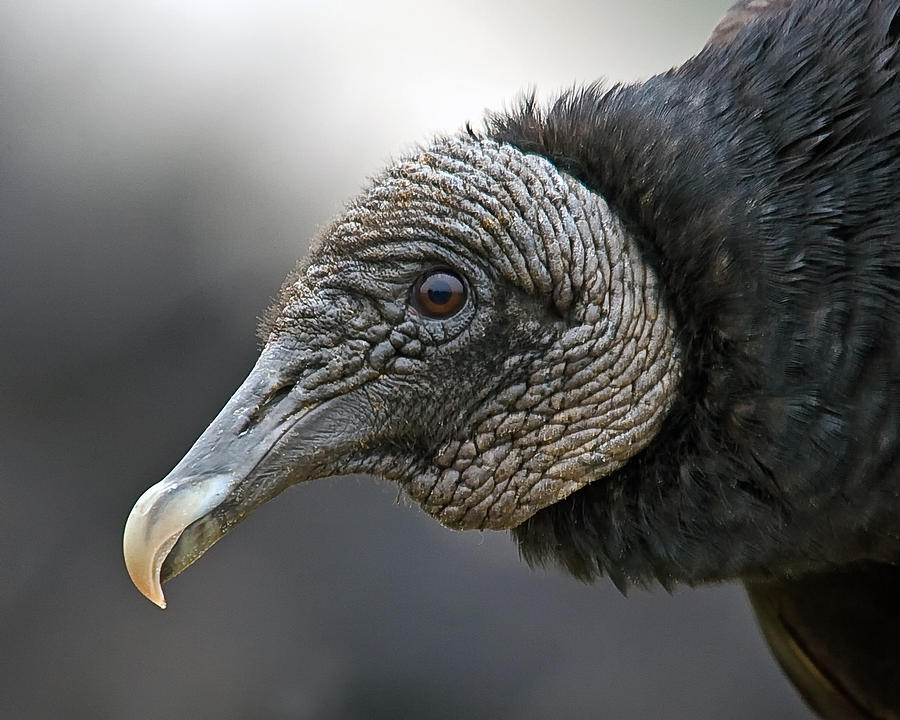 Black Vulture Photograph by Larry Linton