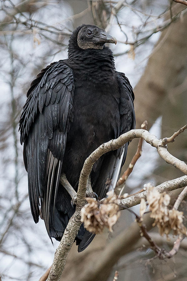 Black Vulture meditating Photograph by Gary E Snyder