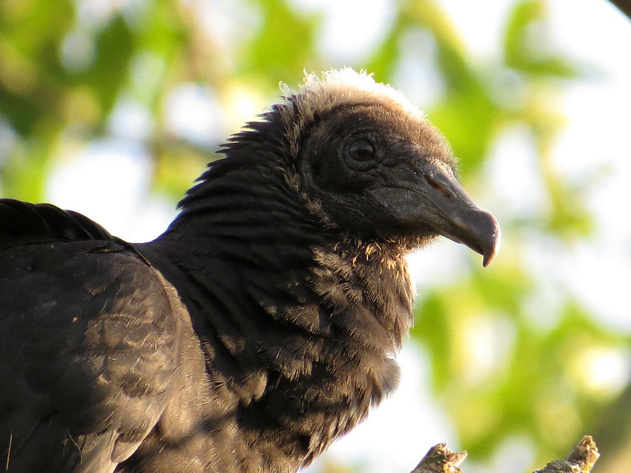 Black Vulture Photograph
