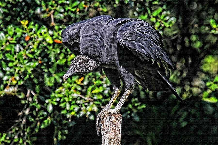 Black Vulture On A Fence Post Photograph by HH Photography of Florida