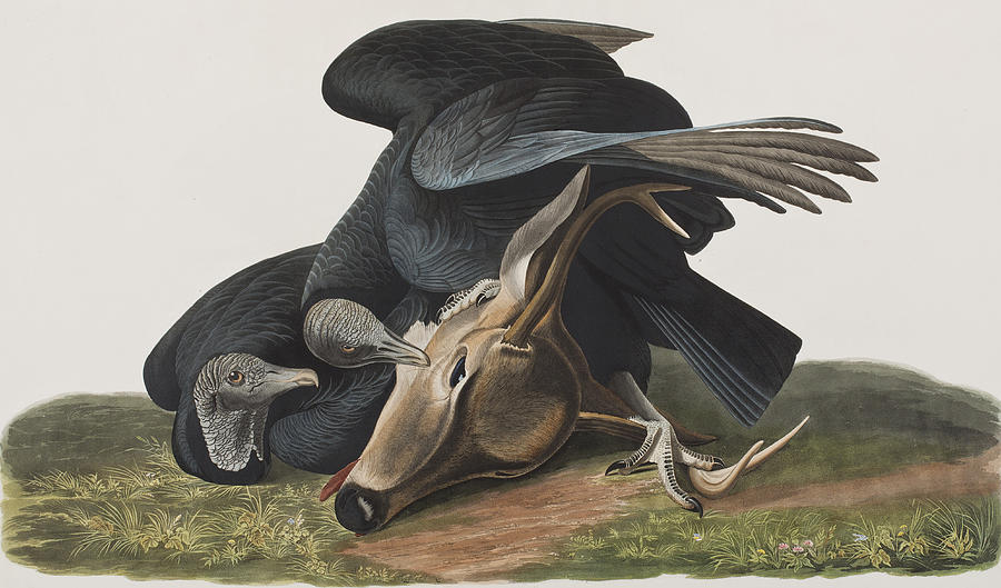 John James Audubon Painting - Black Vulture or Carrion Crow by John James Audubon