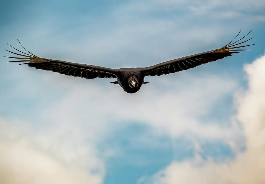 Black Vulture over State Line Lookout by Jorge Perez - BlueBeardImagery Black Vulture over State Line Lookout by Jorge Perez - BlueBeardImagery