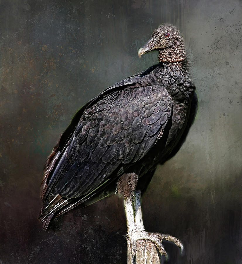 Black Vulture Portrait Photograph by HH Photography of Florida