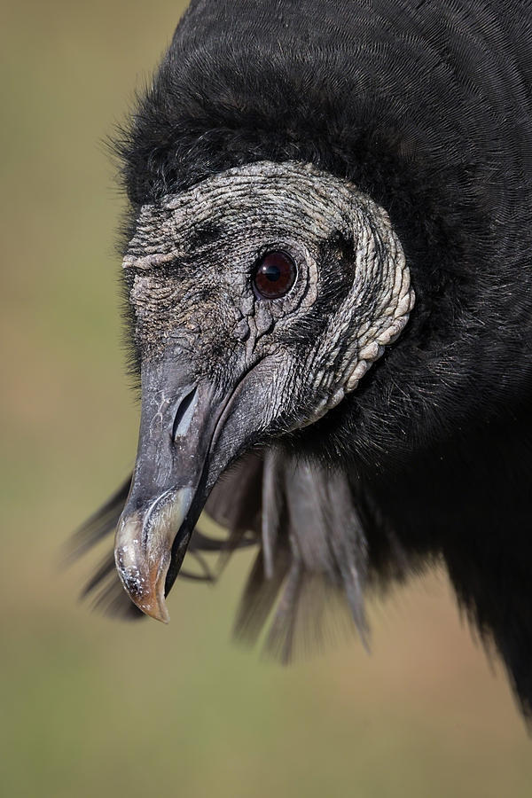 Black Vulture Portrait - WInged Ambassadors Photograph by Dawn Currie