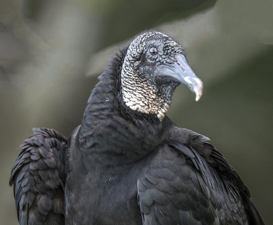 Black Vulture Profile Photograph by William Bitman