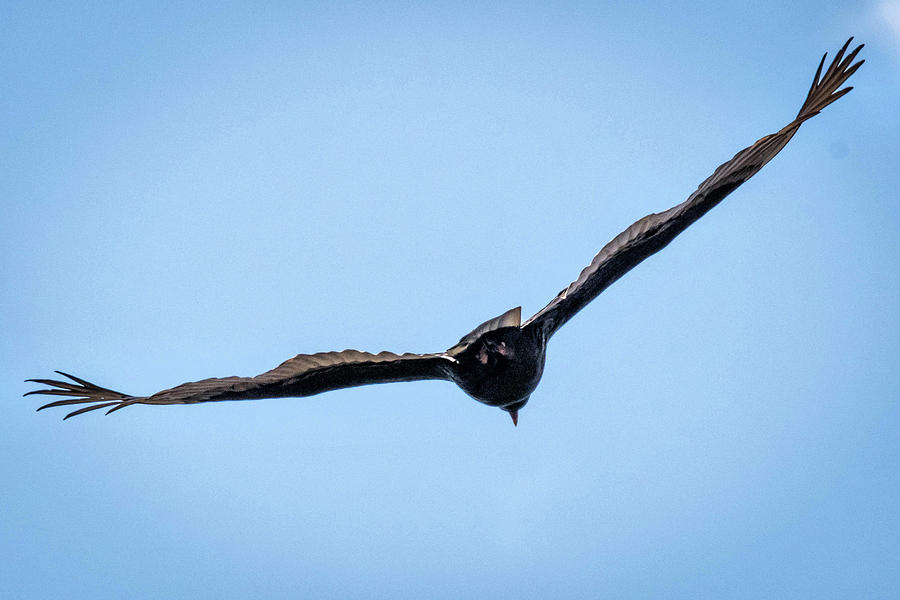 Vulture Photograph - Black Vulture by Wayne Higgs