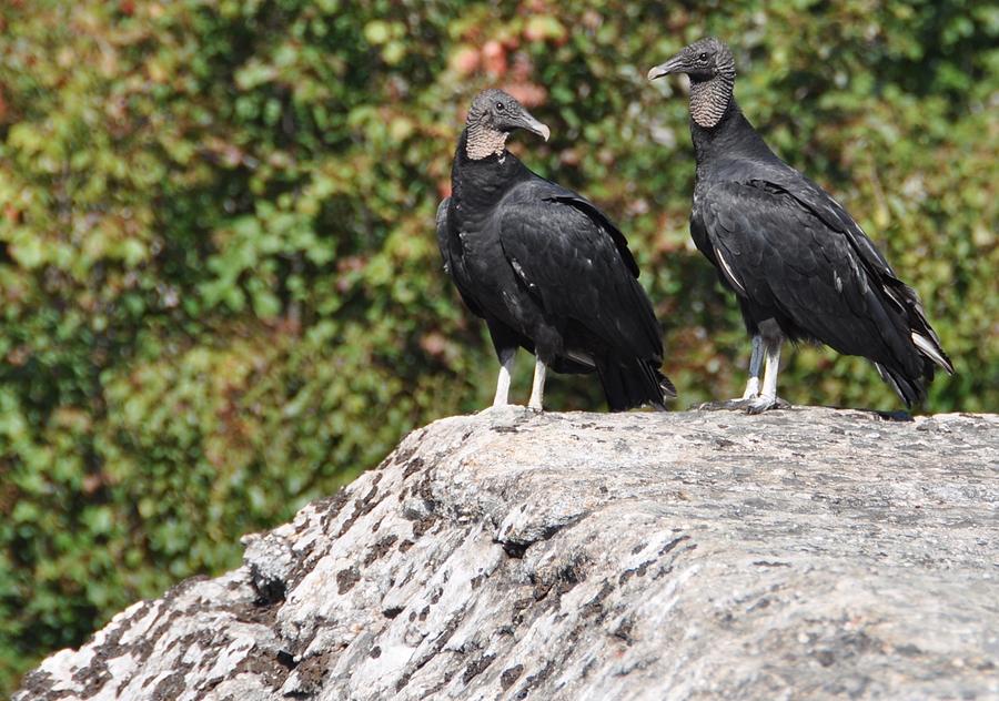 Black Vultures Photograph by Cornelia DeDona