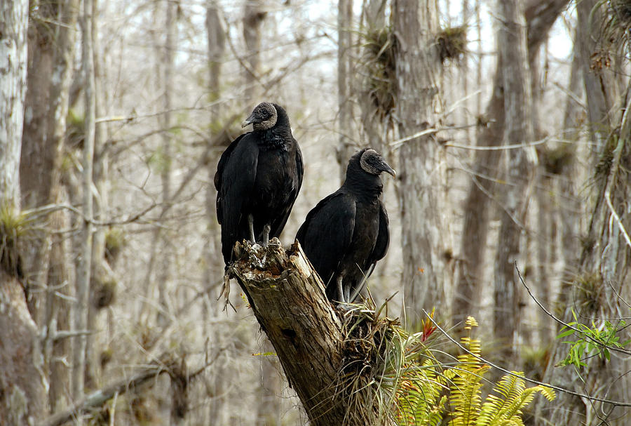 Black vultures Photograph by David Lee Thompson
