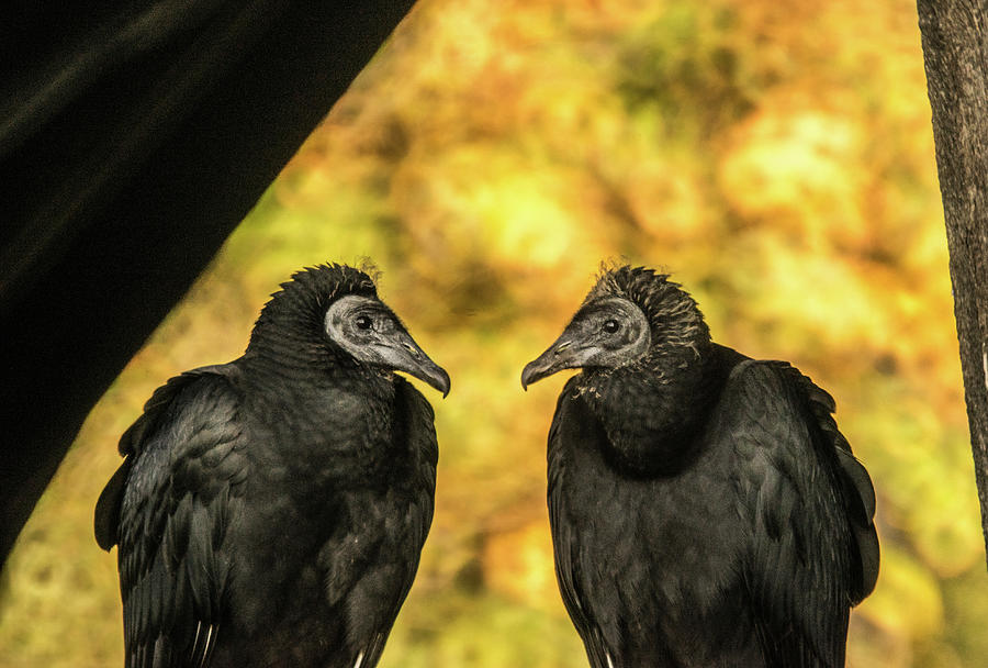 Black Vultures Discussing the Mornings Menu Photograph by Douglas Barnett