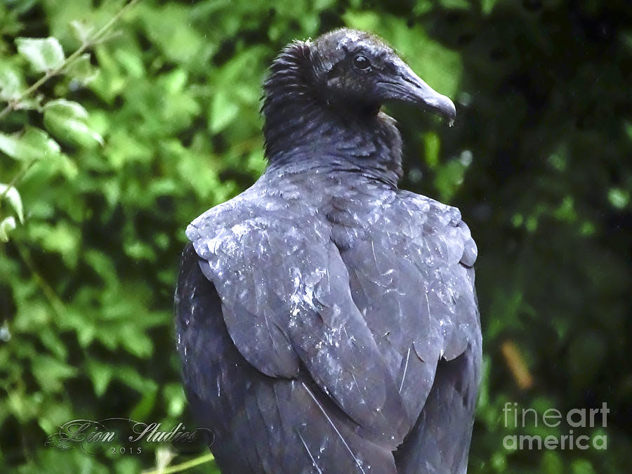 Black Vultures Photograph by Melissa Messick