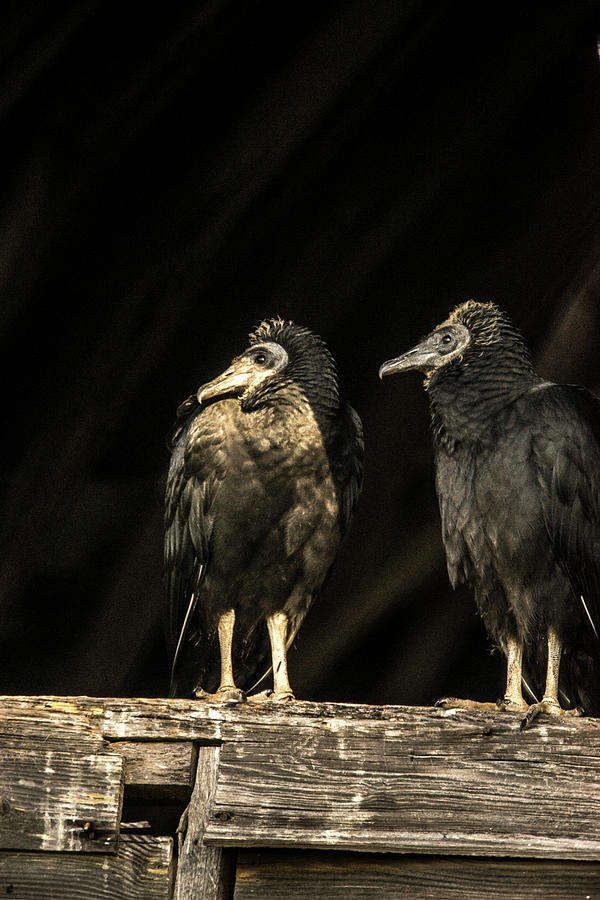 Black Vultures on Review Photograph by Douglas Barnett
