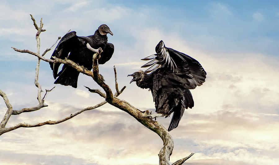 Black vultures Photograph by Sam Rino