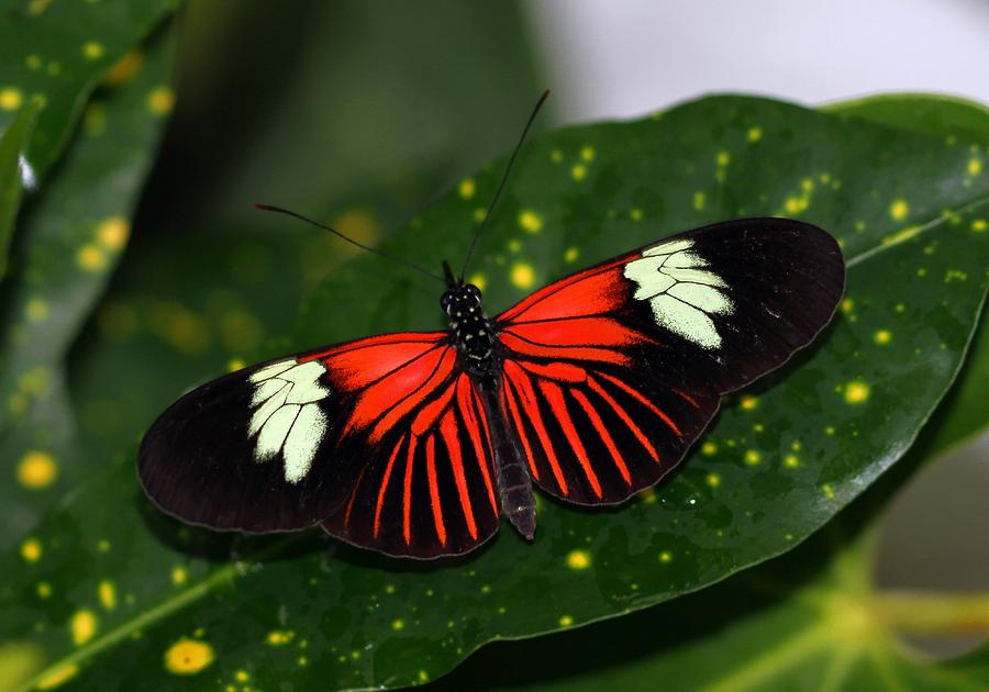 Black White and Red Butterfly Photograph by Bob Slitzan