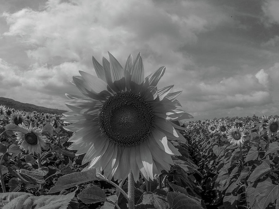 Black, White and Sunflowers Photograph by Megan Martens - Fine Art America