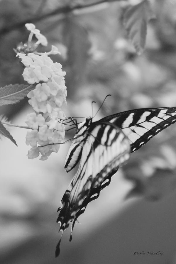 Black/white BUTTERFLY Photograph by Debra     Vatalaro