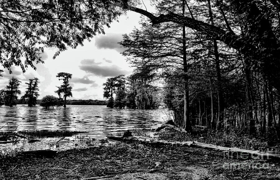 Black White Cypress Swamps LA Photograph by Chuck Kuhn