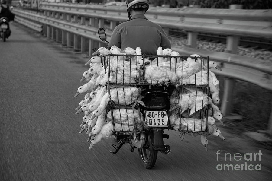 Duck Photograph - Black White Ducks to Market Vietnam by Chuck Kuhn