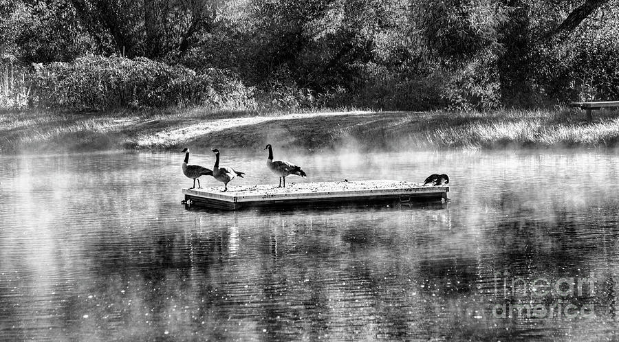 Black White Geese Mist Pond Photograph by Chuck Kuhn