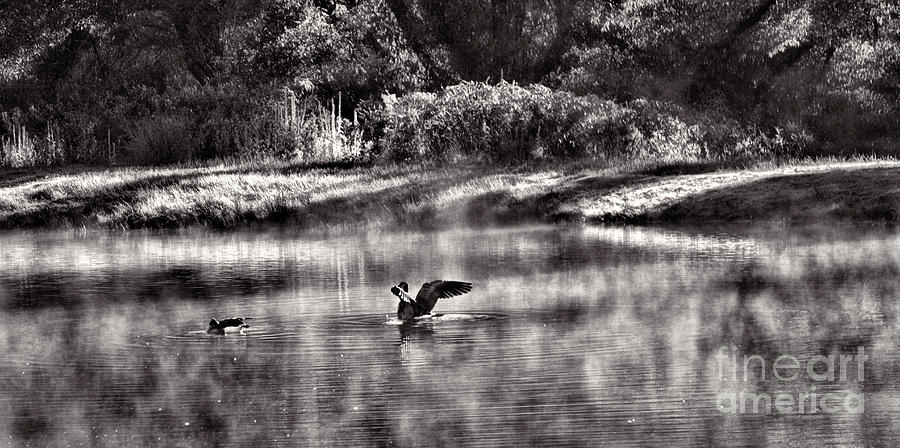 Black White Geese Pond  Photograph by Chuck Kuhn