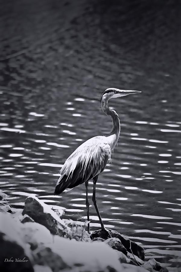 Black/white  Heron Photograph