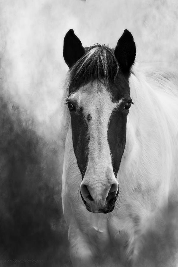 Black White Horse Photograph - Black White Horse Photography, Mystic Mare by Melissa Bittinger