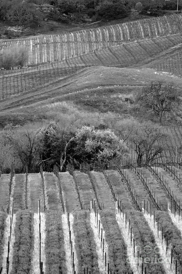 Black White Napa Vineyards  Photograph by Chuck Kuhn