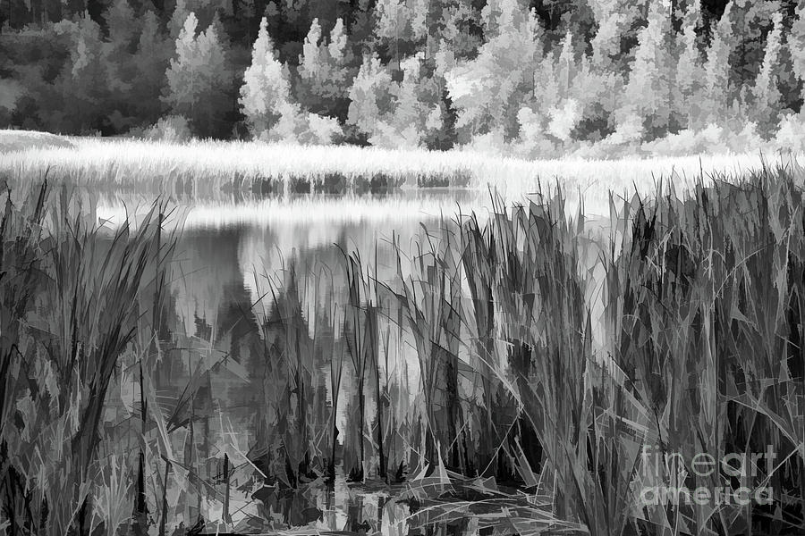 Black White Nature Landscape  Photograph by Chuck Kuhn