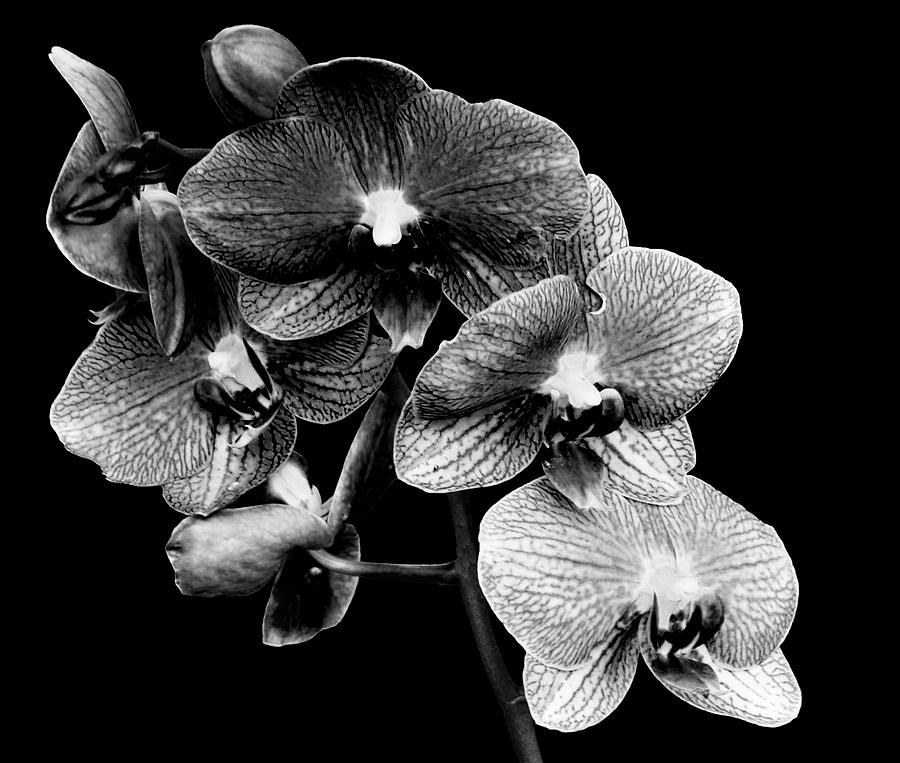 Black White Orchid 1 Digital Art by Del Art