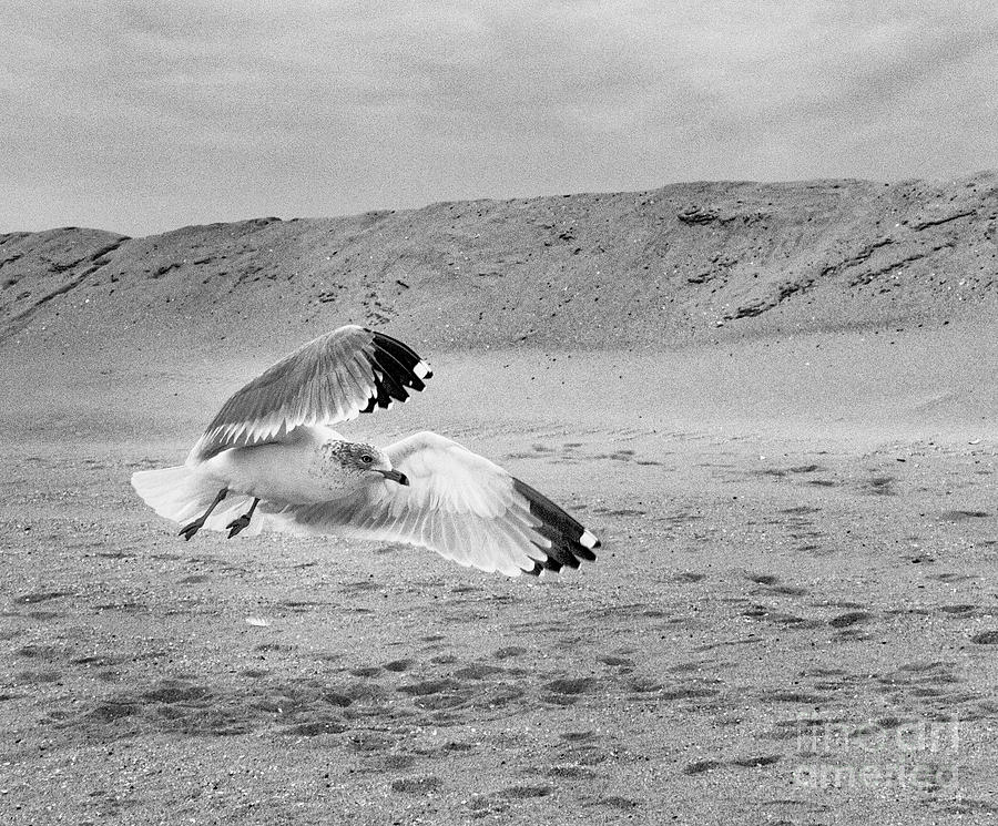Black White Seagull SeaScape Flying Low  Photograph by Al Nolan