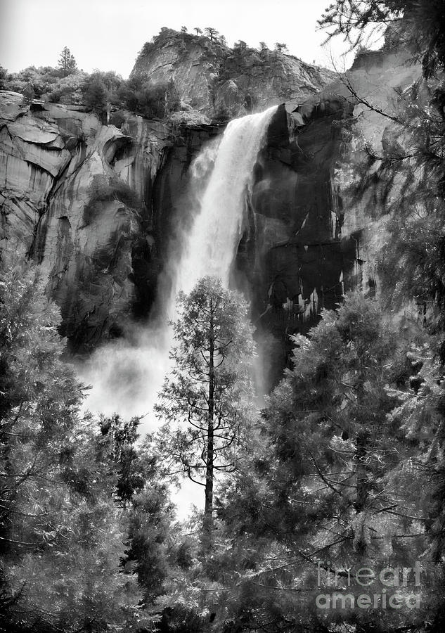 Black White Yosemite Falls Nature  Photograph by Chuck Kuhn