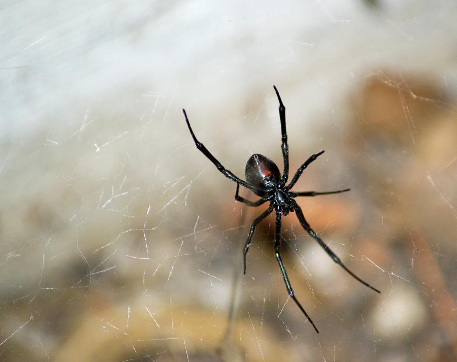 Spider Photograph - Black Widow  by Brent Dolliver
