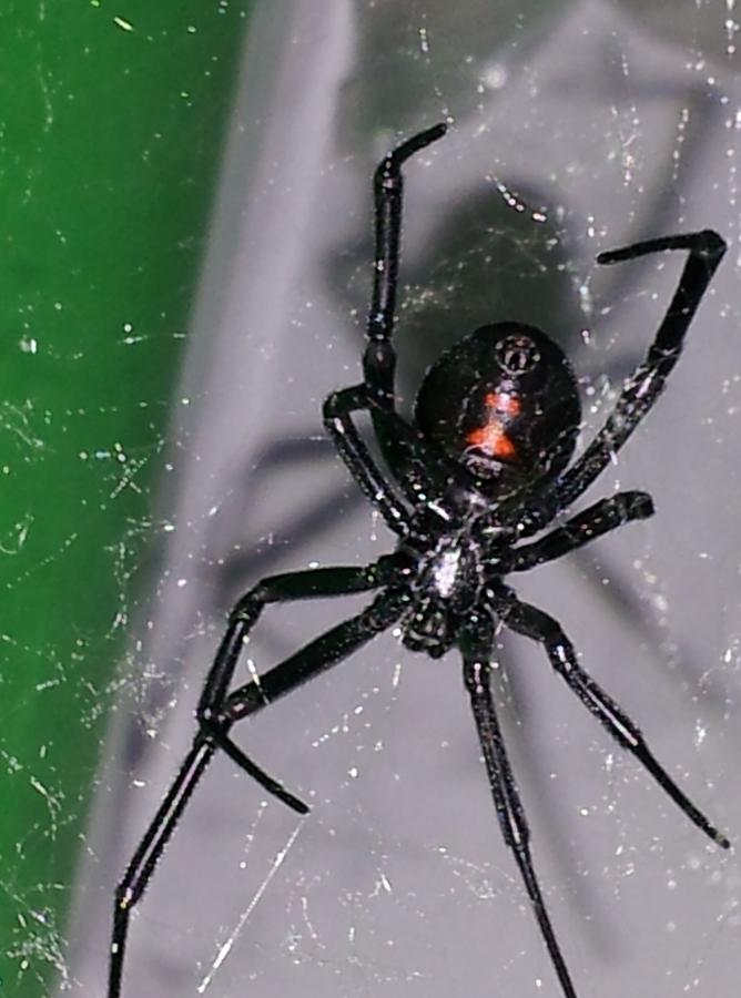 Black Widow Photograph by Michael Fischer - Fine Art America