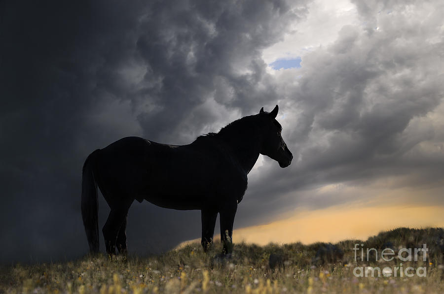 Horse Photograph - Black Wild Horse by Wildlife Fine Art