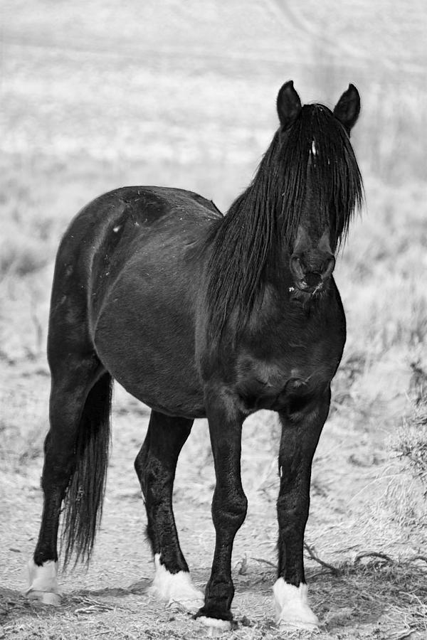 Black Wild Mustang Stallion Photograph by Waterdancer