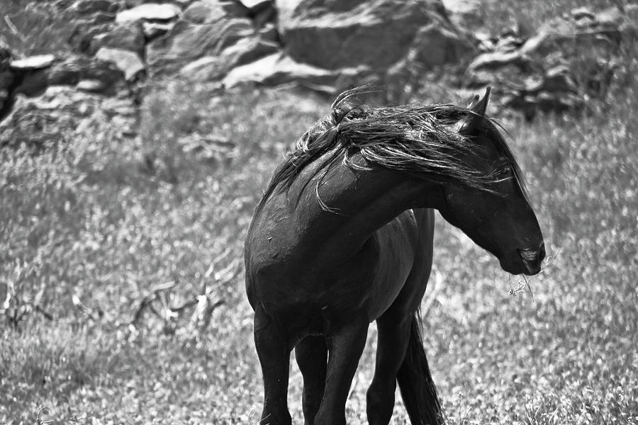 Black Wild Mustang Photograph by Waterdancer