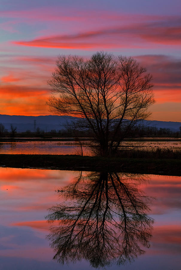 Black Willow Sunset Photograph by Kathleen Bishop