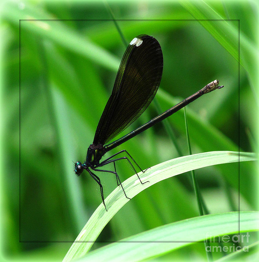 Black-winged Damselfly Photograph by Deborah Johnson