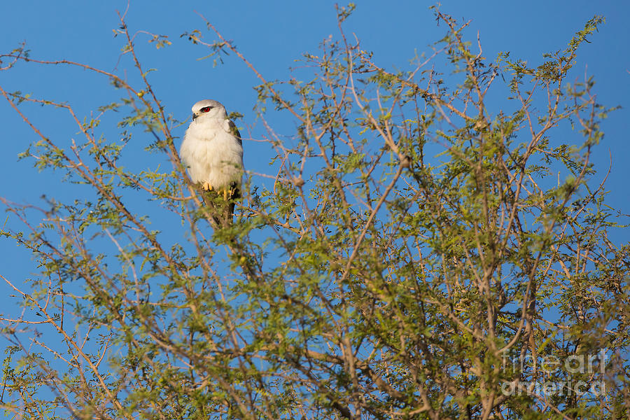 Black-winged Kite, India Photograph by B. G. Thomson
