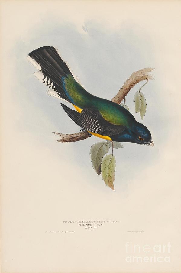 Black-winged Trogon Painting by Celestial Images
