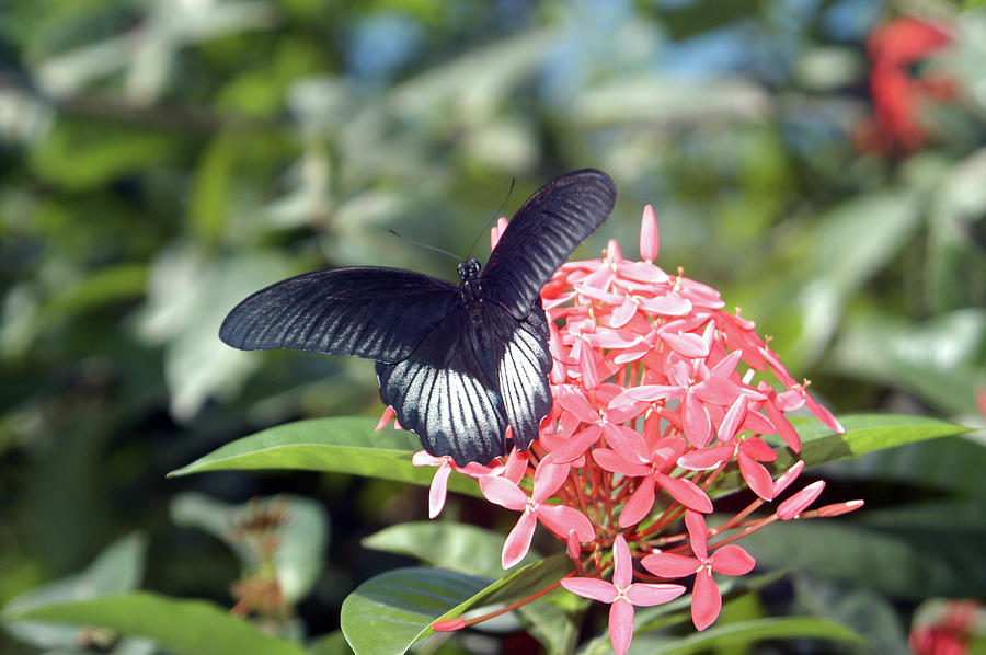 Butterfly Photograph - Black Wings, Pink Petals by Alynne Landers