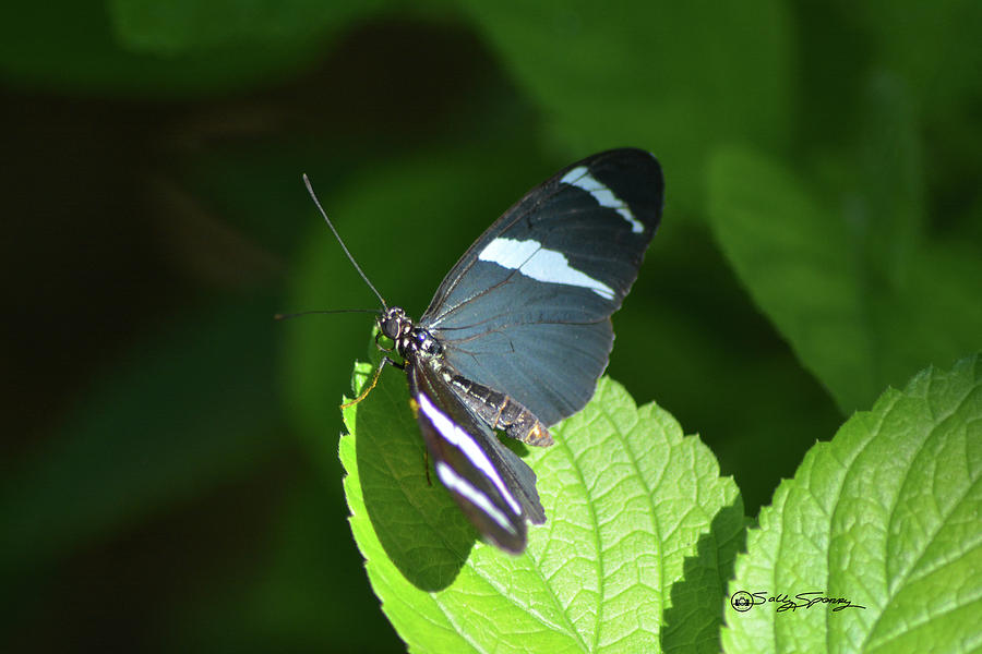 Black With White Striped Butterfly Photograph By Sally Sperry