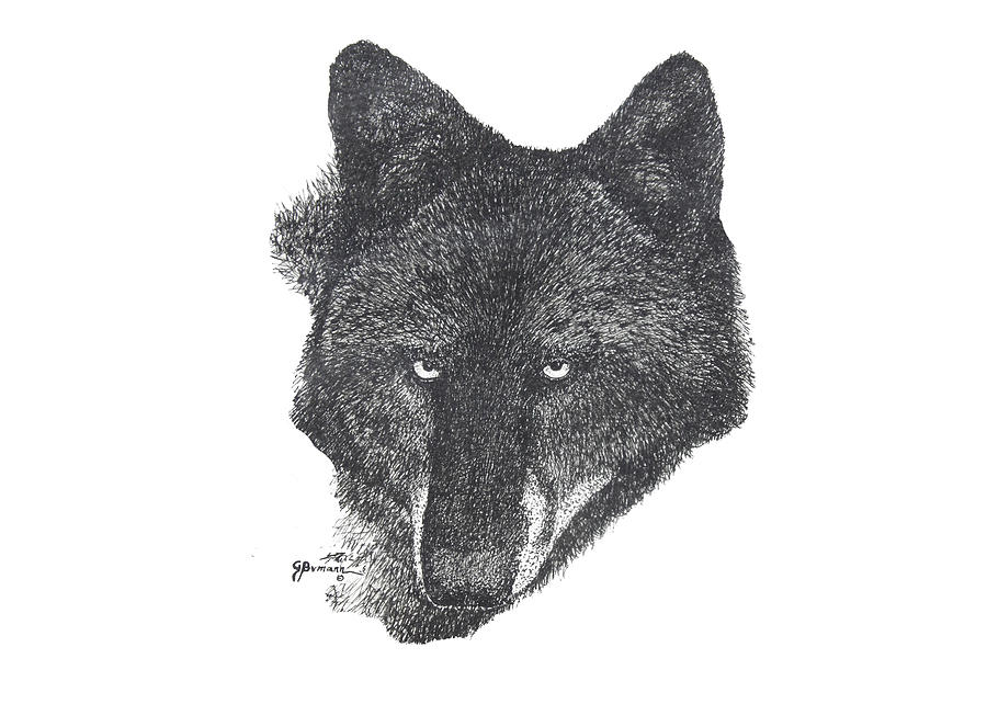 Black Wolf Drawing by George Bumann