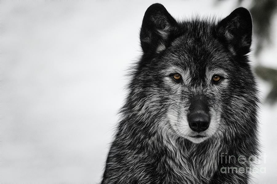 Black Wolf I Photograph