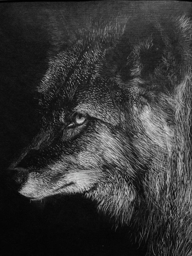 Black Wolf Drawing Drawing By Janet Darling