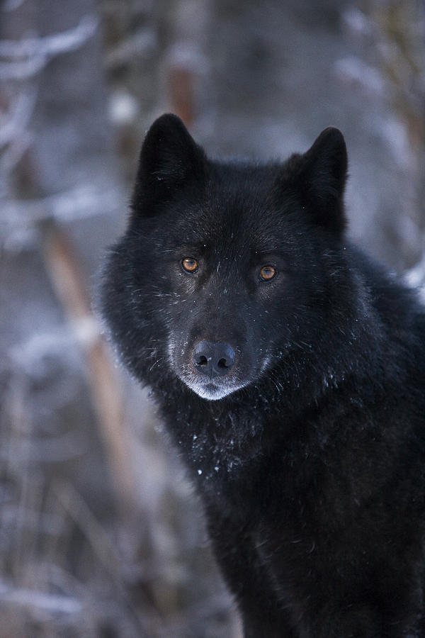 Black Wolf Portrait Photograph by John Hyde - Printscapes